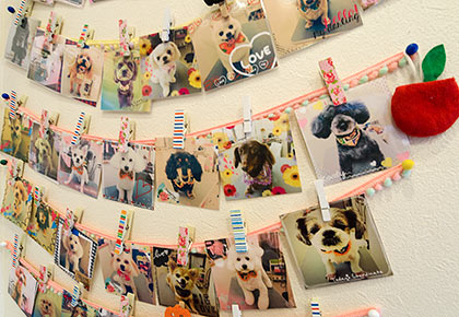 当院がかかりつけのペットたち