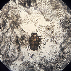 発見されたダニ