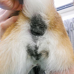 アトピー性皮膚炎の外陰部