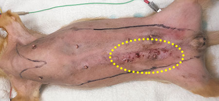 乳腺腫瘍の症例