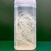 実際のフィラリア